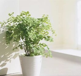 室内绿色植物[室内绿色植物的作用]
